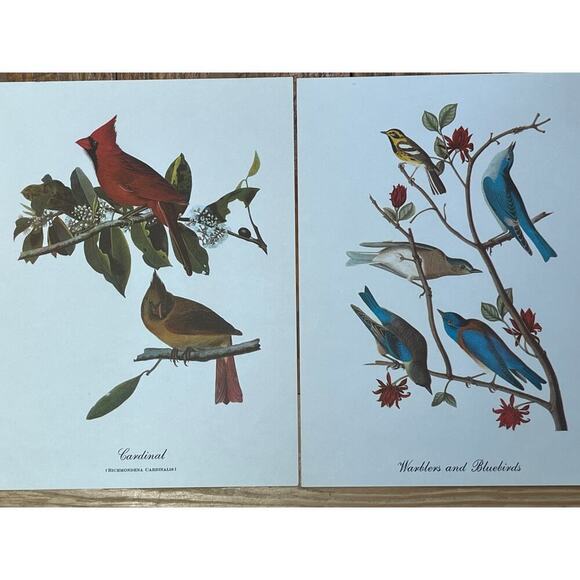 2 Vintage Beautiful Bird Prints Art. Cardinal, Warblers, blue birds. Wall Decor - Picture 6 of 9